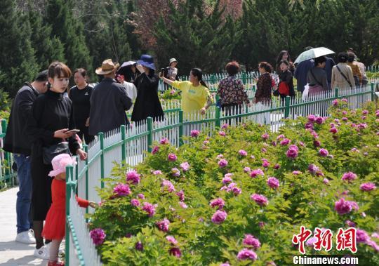 甘肃天水牡丹竞相绽放“缤纷色彩”引客踏春