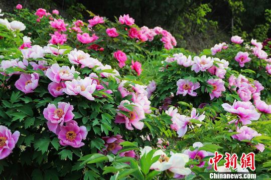 甘肃天水市秦州区牡丹进入最佳观赏期。　赵安生　摄