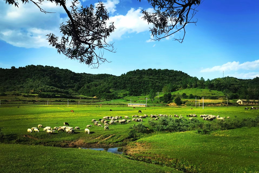 2025年青海林草产业提质增效成果显著 省级财政资金扶持实现“零突破”(图1)