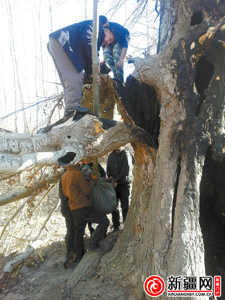 察布查尔县林业局工作人员将一棵小新疆杨移栽到被烧树干空洞内,起到稳固古树根系的作用。( 察布查尔县林业局供图)