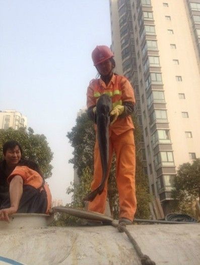 温州一下水道抽出5条活鲶鱼 最长约80厘米(图)