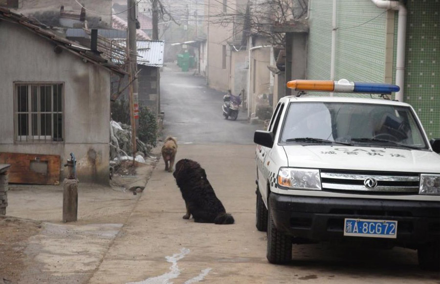 猛犬围堵村民吓空街巷 特警冲锋枪击毙藏獒（高清）