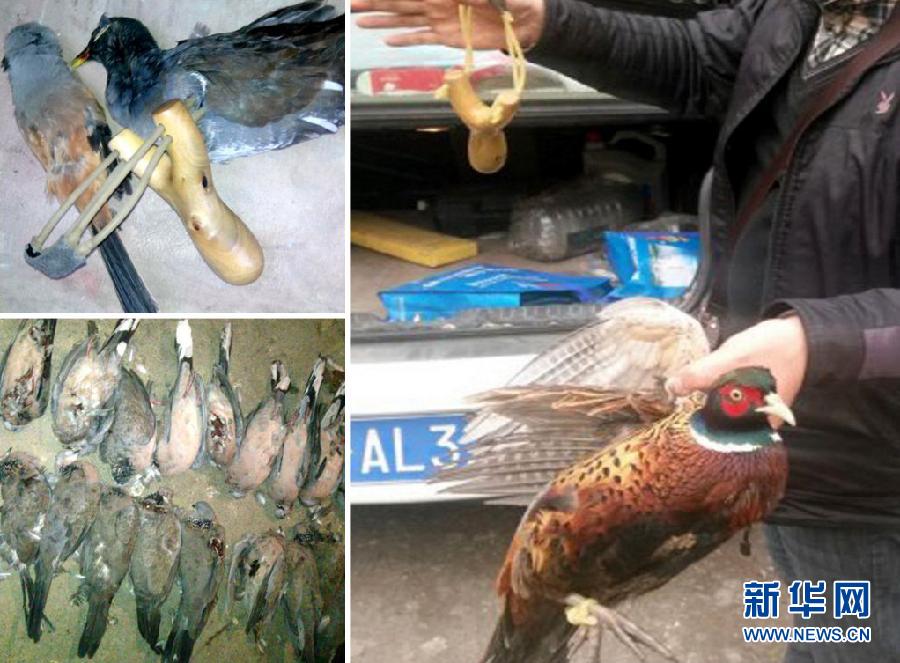 （图文互动）（3）新型弹弓伤人害鸟堪比枪械 “都市猎人”行走江湖何人能管？