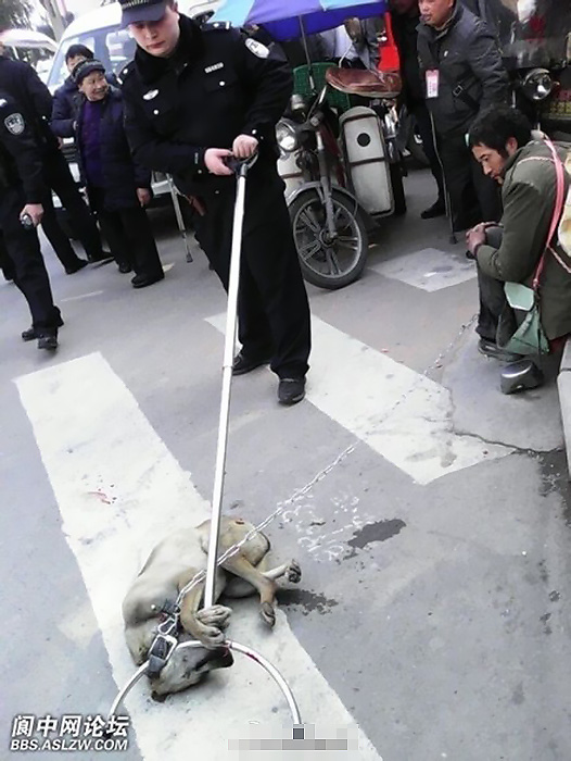 有网友发微博称，3月4日，在四川南充阆中市宾馆门口，有警察当街将一只＂流浪狗＂打死，狗的主人，一名流浪人员一直牵着绑狗的铁链没有松手。（图片来源网路）