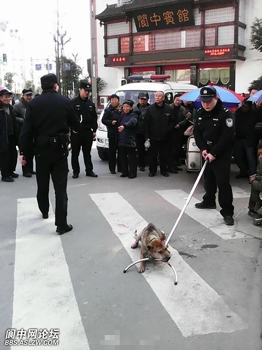 有网友发微博称，3月4日，在四川南充阆中市宾馆门口，有警察当街将一只＂流浪狗＂打死，狗的主人，一名流浪人员一直牵着绑狗的铁链没有松手。（图片来源网路）
