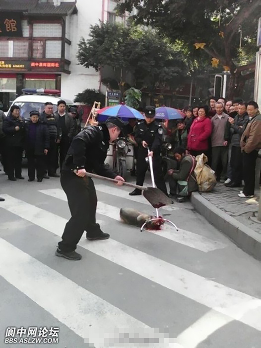 有网友发微博称，3月4日，在四川南充阆中市宾馆门口，有警察当街将一只＂流浪狗＂打死，狗的主人，一名流浪人员一直牵着绑狗的铁链没有松手。（图片来源网路）