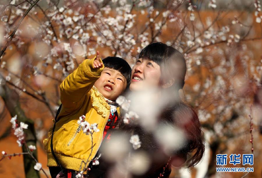 #（社会）（2）安徽杏花村：杏花绽放引游人