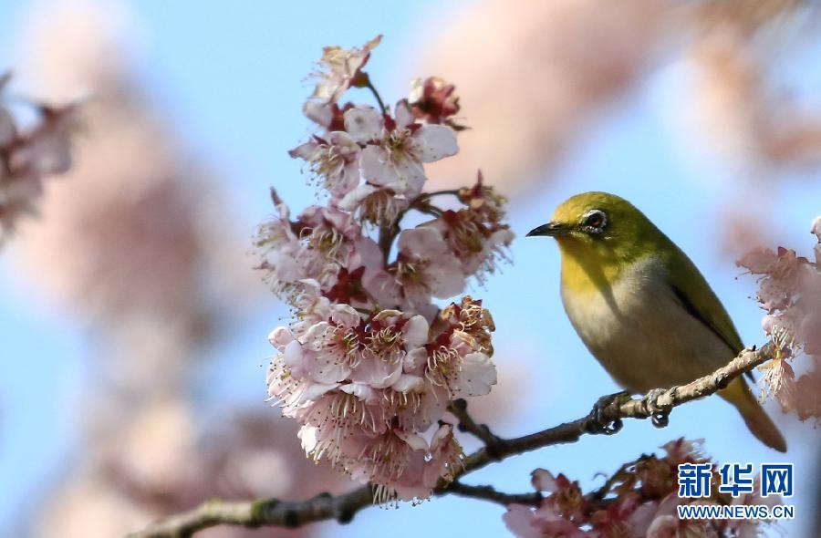 #（晚报）（4）绣眼鸟花丛嬉春