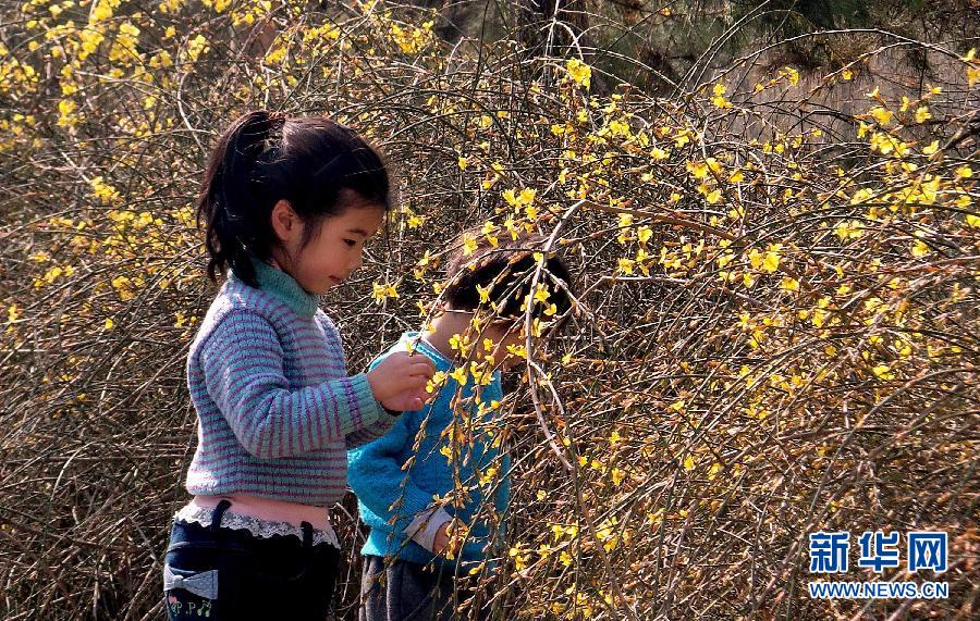 （晚报）（1）京城处处迎春绽放
