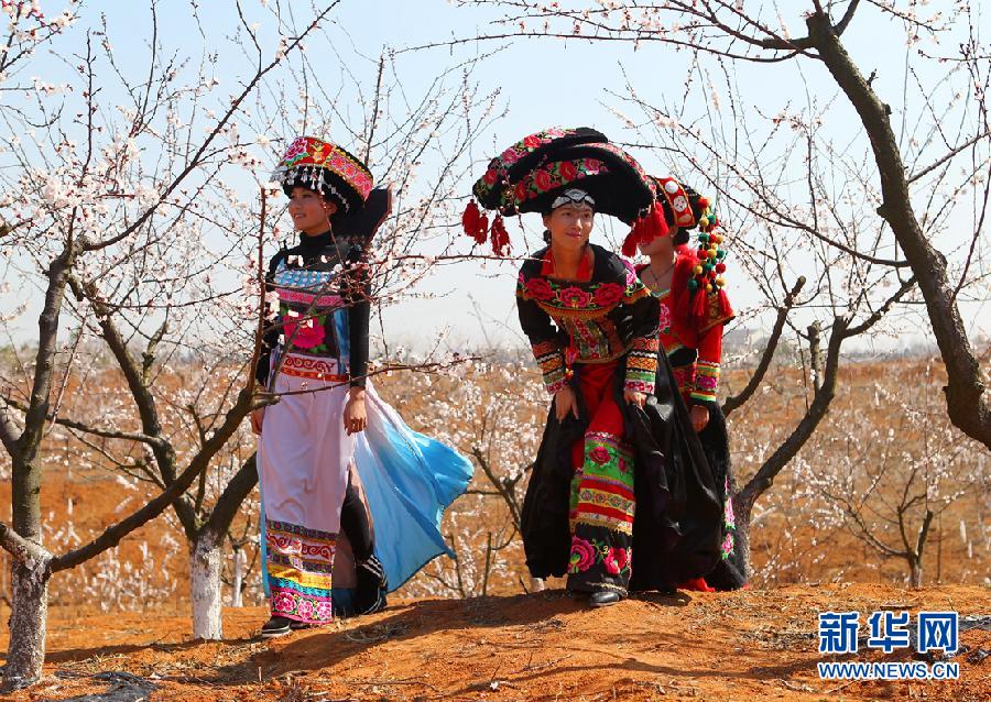 #（社会）（1）安徽杏花村：杏花绽放引游人