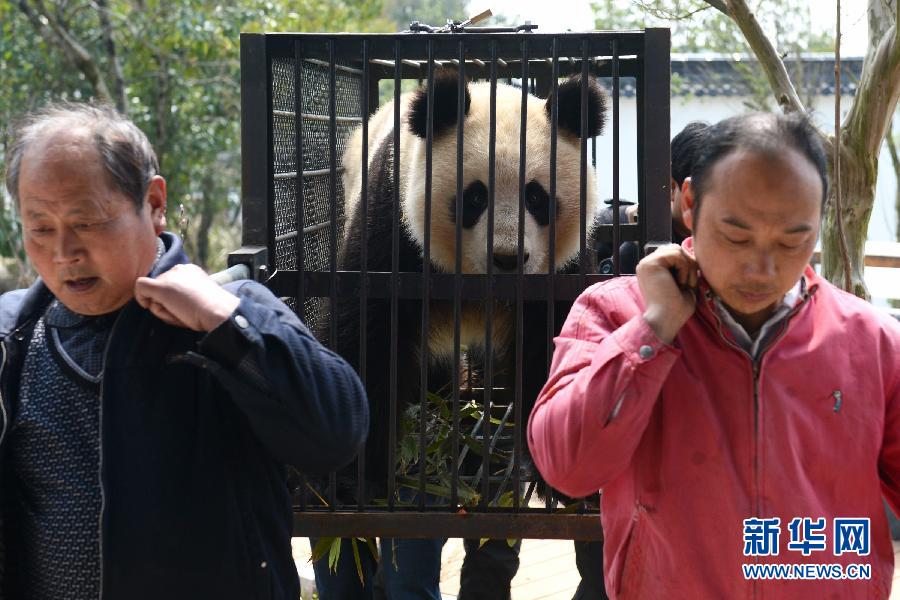 （社会）（2）春天里的离别——黄山大熊猫“姐妹”启程赴“娘家”产仔