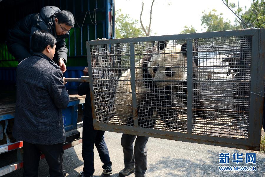 （社会）（3）春天里的离别——黄山大熊猫“姐妹”启程赴“娘家”产仔