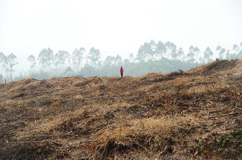 原来这里是片茂密的山林，如今变成荒芜的土坡。