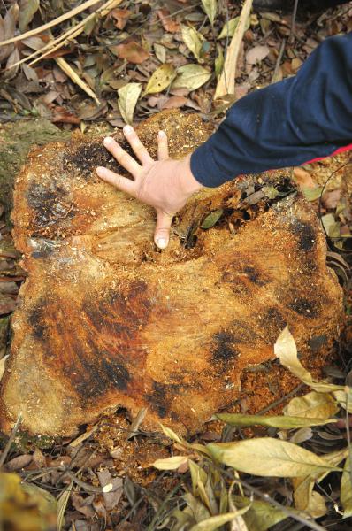 许多几十年树龄的老树也被盗伐。