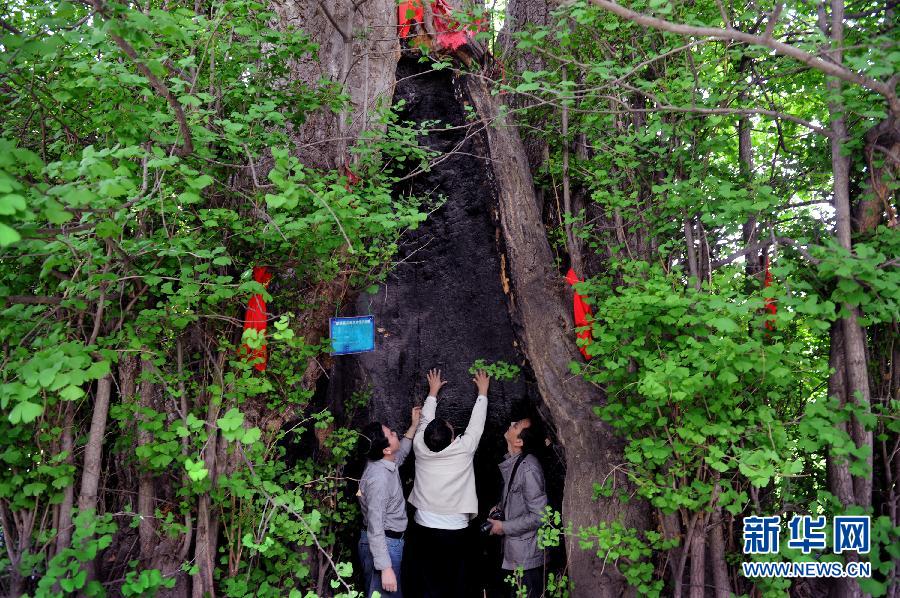 （晚报）（1）汉中有棵“银杏王”