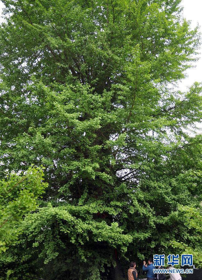 （晚报）（2）汉中有棵“银杏王”