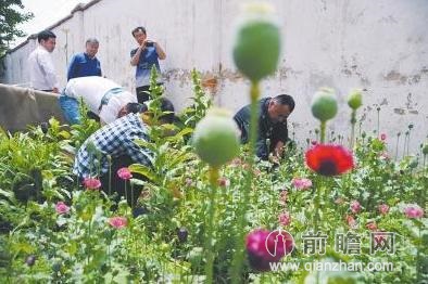 河南一高中种783株罂粟 家长担忧用在学生饭菜内