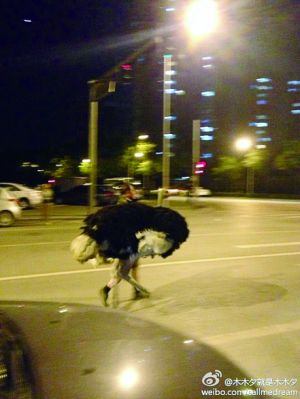 惊慌的鸵鸟五环外奔跑