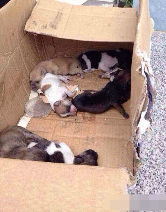 杭州犬类收容所人员当着狗妈妈摔死7只小狗