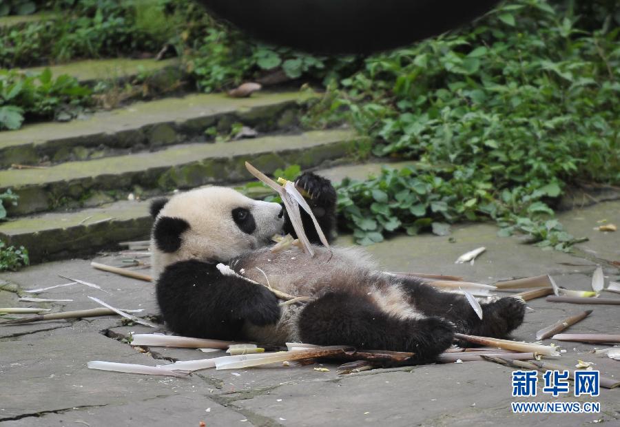 （社会）（3）走进“熊猫幼儿园”