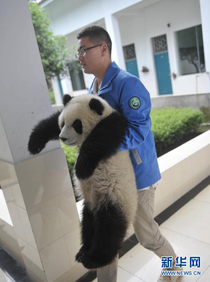 （社会）（1）走进“熊猫幼儿园”