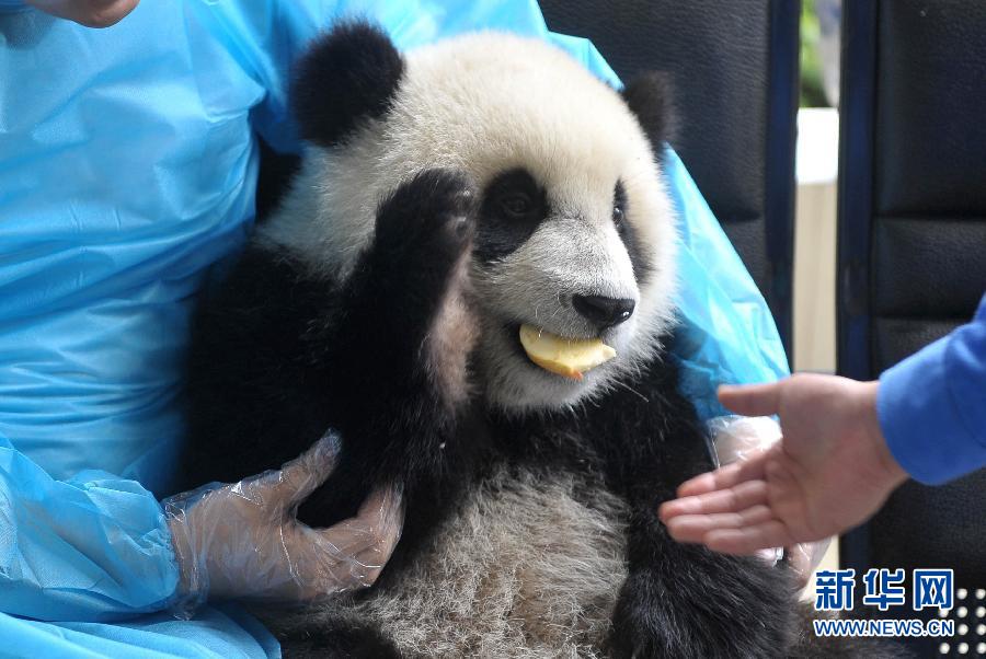 （社会）（6）走进“熊猫幼儿园”