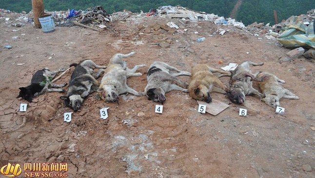 四川“飞针盗狗”团伙 弓弩加麻醉剂盗窃家犬