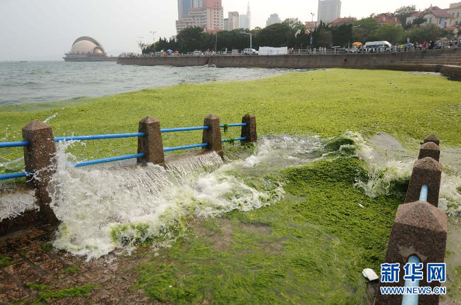 #（社会）（3）山东青岛栈桥旁掀起打“浒”战