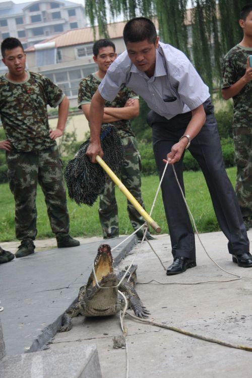 鳄鱼藏身山东街头绿化带 长1.5米吓坏市民(图)