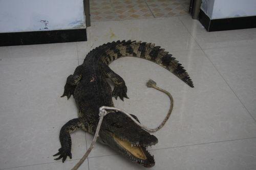 鳄鱼藏身临沂街头绿化带 长约1.5米为幼年湾鳄