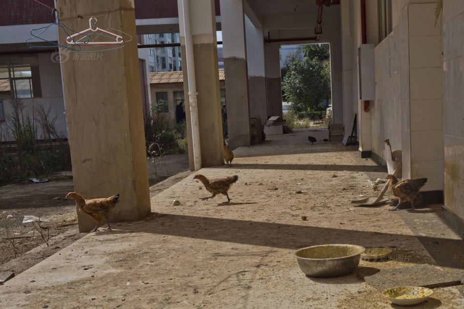 昆明一小学投资千万变“烂尾楼” 校园成养鸡场