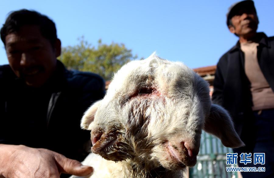 （晚报）（1）山东昌乐现“双头羊”