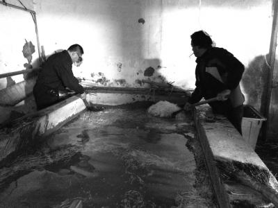 北京黑作坊制售豆芽使用6种化学药剂 日售4500斤