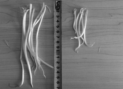 北京黑作坊制售豆芽使用6种化学药剂 日售4500斤