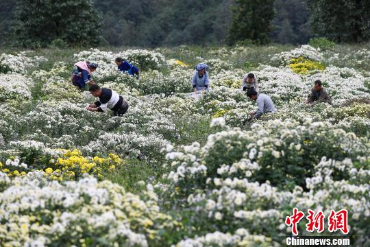 贵州望谟菊花喜迎丰收