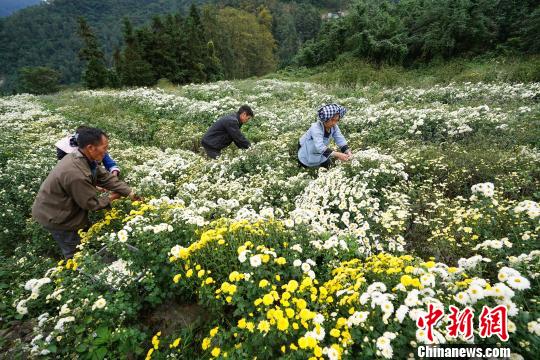 菊农在地里采摘菊花。　贺俊怡 摄