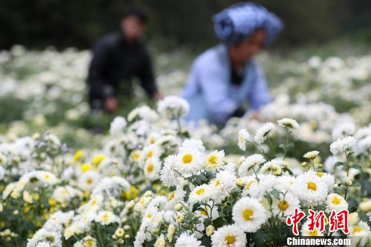 菊农在地里采摘菊花。　贺俊怡 摄