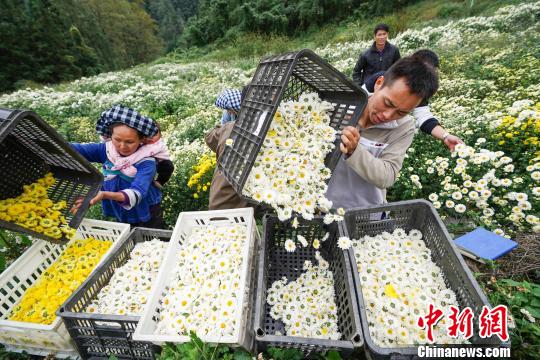 菊农将采摘菊花装框，准备外运。　贺俊怡 摄