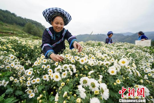 一位布依族妇女在地里采摘菊花。　贺俊怡 摄