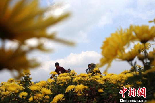 广元昭化区王家镇一合作社烟农正在采摘皇菊。　张浪 摄