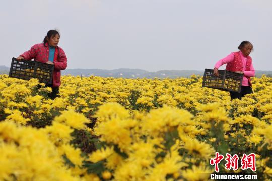 广元昭化区王家镇一合作社烟农正在采摘皇菊。　张浪 摄