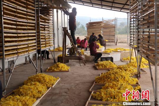 一大批新采摘的新鲜皇菊即将送入烤房。　张浪 摄