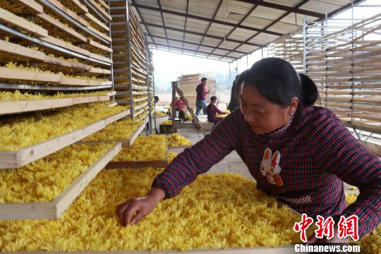 烟农正在挑拣皇菊，准备送入烤房。　张浪 摄