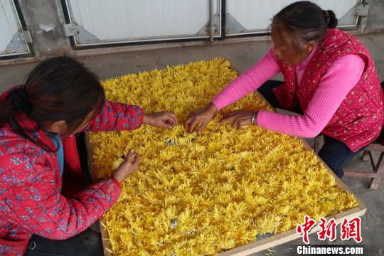 烟农正在挑拣皇菊，准备送入烤房。　张浪 摄