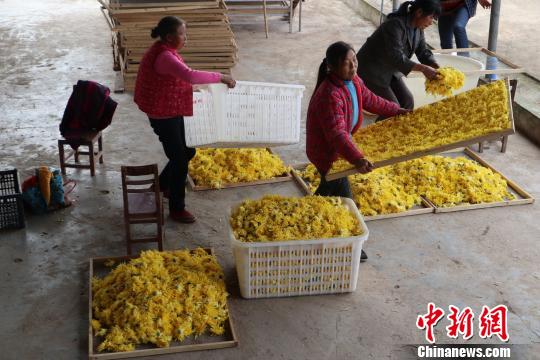 在金丝皇菊栽培烘烤用工上，合作社优先聘用当地烟农作为劳务用工，增加烟农务工收入。　张浪 摄