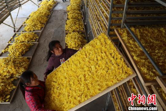 烟农将挑选好的皇菊整理上架，准备送入烤房。　张浪 摄