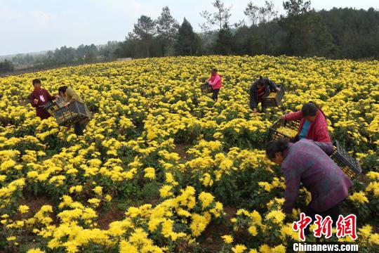 据了解，仅在2017年，广元昭化区王家镇合作社种植金丝皇菊20余亩，闲置育苗棚利用率达到51%，实现销售总额20万元，利润6万元，合作社社员获得务工收入近10万元。　张浪 摄
