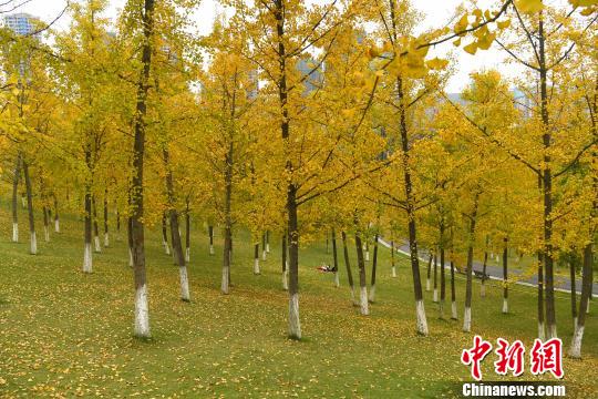 重庆大片金灿灿的银杏叶显得格外美丽