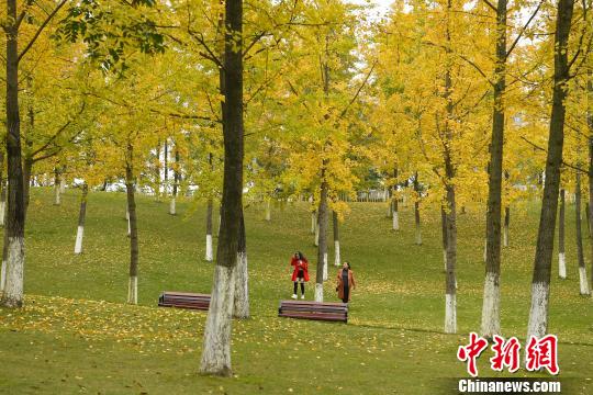 图为金黄色的银杏叶吸引民众前来玩耍。　陈超 摄