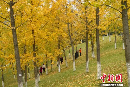 图为不少民众前来观赏银杏叶。　陈超 摄